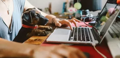 En hund sitter på fanget til et menneske foran en laptop. Foto