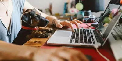En hund sitter på fanget til et menneske foran en laptop. Foto